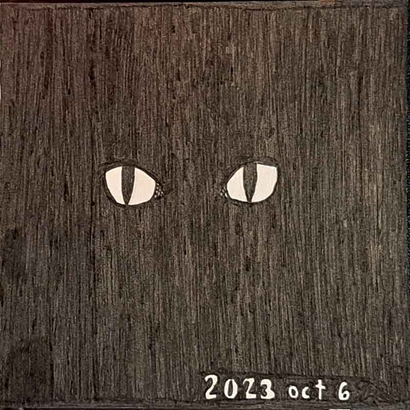 A cat's eyes in the dark