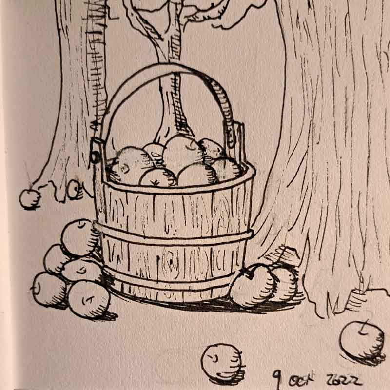 Apples in a wooden basket/bucket.